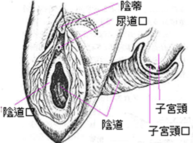 女性的性器官